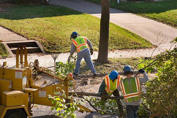 Trusted Lenoir, NC Tree Service Experts